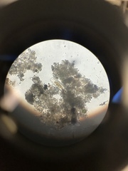 Naviculales