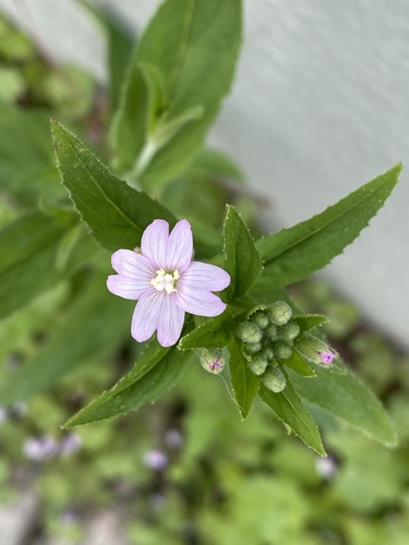 Epilobium parviflorum iNat (2)