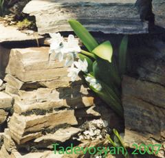 Puschkinia scilloides