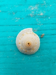 Architectonica