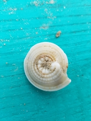 Architectonica