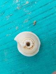 Architectonica