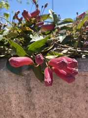 Magnoliopsida