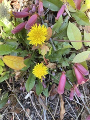 Taraxacum officinale