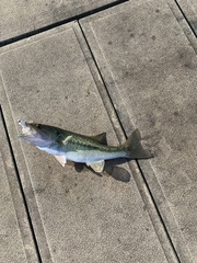 Micropterus henshalli