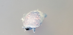 Pseudemys rubriventris