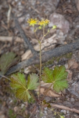 Waldsteinia