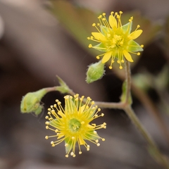 Waldsteinia