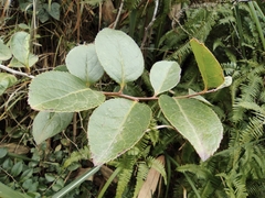 Symplocos paniculata