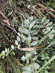 Symplocos paniculata