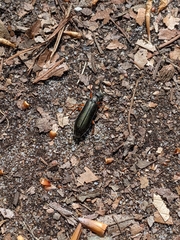 Pomphopoea