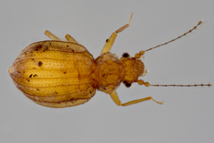 Dasycerus concolor