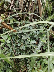 Symplocos paniculata