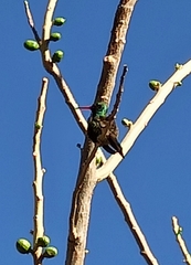 Cynanthus latirostris