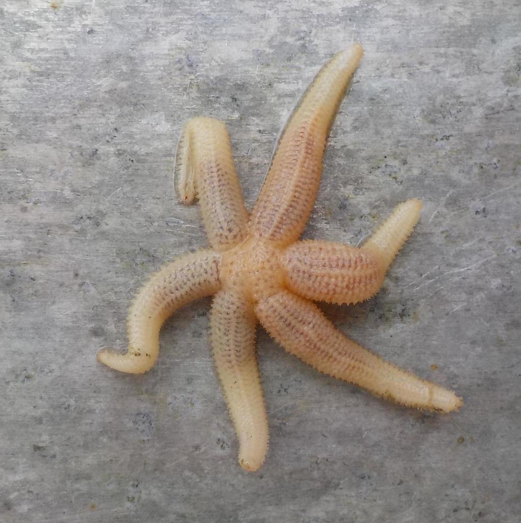 Stephanasterias