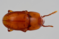 Catopocerus