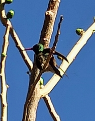 Cynanthus latirostris