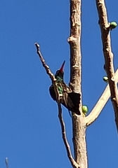 Cynanthus latirostris
