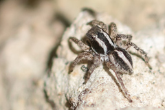 Aelurillus luctuosus