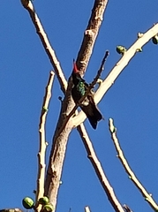 Cynanthus latirostris