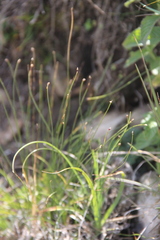 Trichophorum pumilum