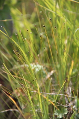 Trichophorum pumilum