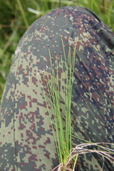 Trichophorum pumilum