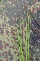 Trichophorum pumilum