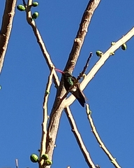 Cynanthus latirostris