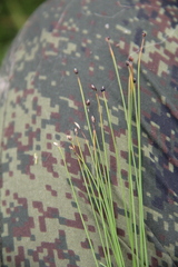 Trichophorum pumilum