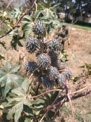 Ricinus communis