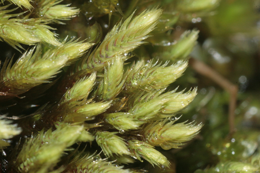 Spiral Apple-moss