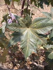 Ricinus communis