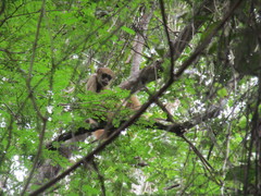 Brachyteles hypoxanthus