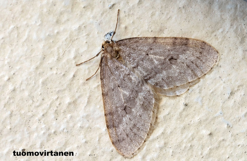Northern Winter Moth