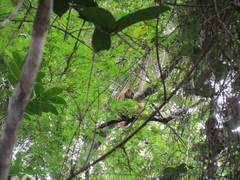 Brachyteles hypoxanthus