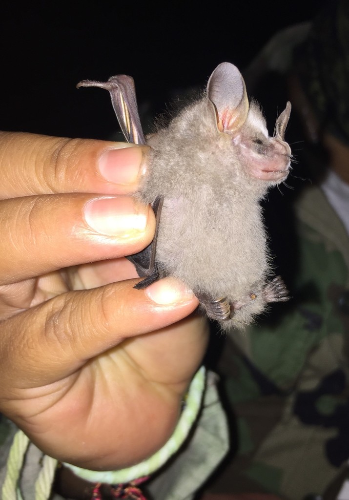 Pygmy Fruiteating Bat from Champotón, Camp., México on October 14