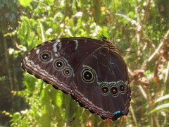 Morpho helenor peleides