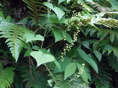Dioscorea caucasica