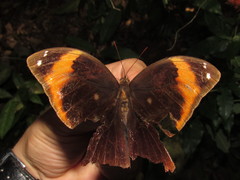 Catoblepia xanthicles