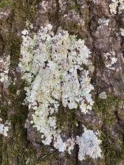 Flavoparmelia caperata