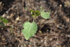 Pavonia lasiopetala