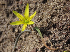 Gagea pusilla