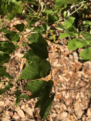 Millettieae