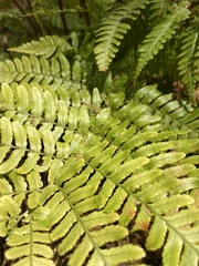 Dryopteris