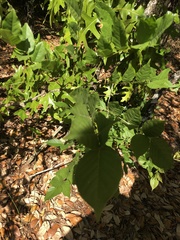 Millettieae