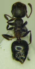 Crematogaster opaca