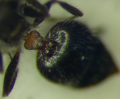 Crematogaster opaca