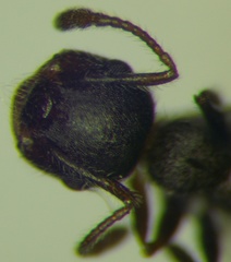 Crematogaster opaca