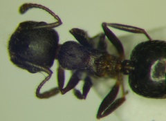 Crematogaster opaca